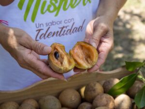 Festival del Níspero y sus Derivados en Polonuevo