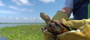 Marinos de Colombia, guardianes de la flora y la fauna en el caribe Colombiano