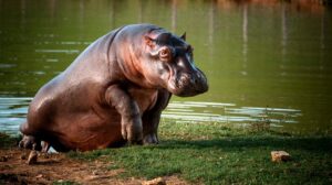 MinAmbiente adopta plan para el manejo de los hipopótamos