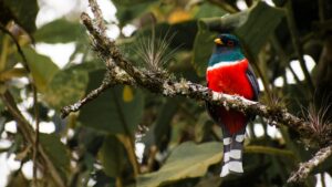 “Volando entre saberes”, herramienta pedagógica sobre la biodiversidad del parque natural Puracé
