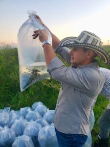 Gobernación ‘siembra’ 200.000 alevinos de bocachico en el embalse del Guájaro