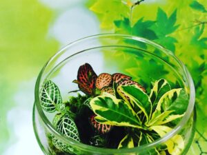 Por la conservación de la diversidad biológica