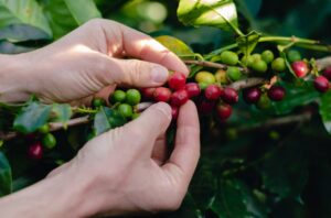 MinAgricultura habilita $45.000 millones para proyectos de inversión para el campesinado