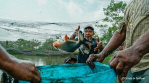 Santo-Pescao-impulso-a-la-pesca-y-la-acuicultura-artesanales-en-el-Caribe-colombiano-_1_