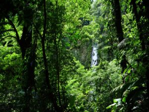 Convocatoria a fondos para fortalecer iniciativas sostenibles del mecanismo para bosques y finca 