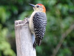 Foto 1 - Carpintero coronirrojo - Villeta