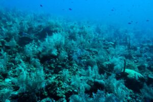 Arrecifes coralinos, aliados contra el cambio climático