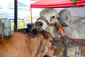 Atlántico, invitado de honor en la 63ª Feria Nacional de la Ganadería en Montería