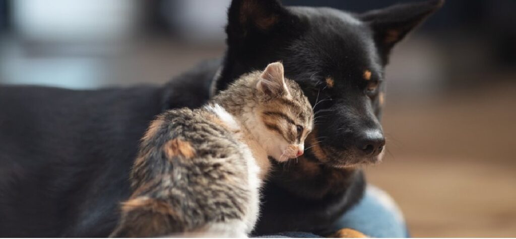 Perro y gato
