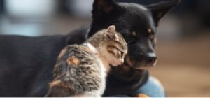 Perro y gato