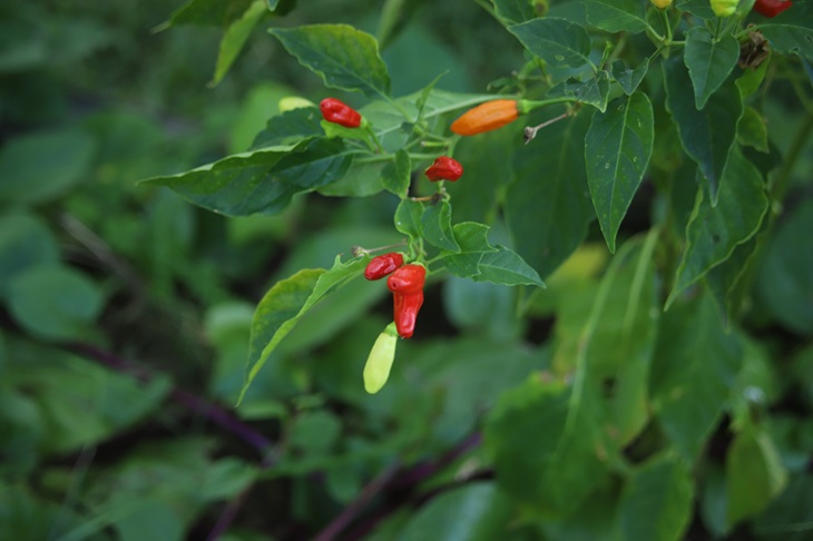 En Sabor Barranquilla, vive la conexión entre naturaleza y cocina
