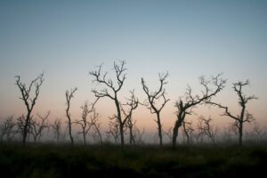 Retroceso ambiental en Colombia con aumento de 43 % en la deforestación